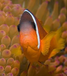 One of Fiji's colorful Anemonefish. by Jim Chambers 